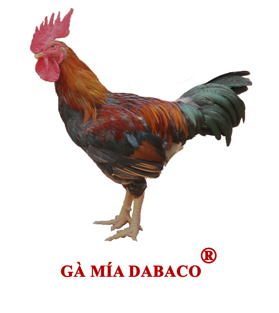 Gà Mía Dabaco