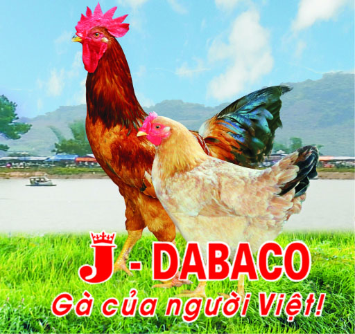 Gà J - DABACO