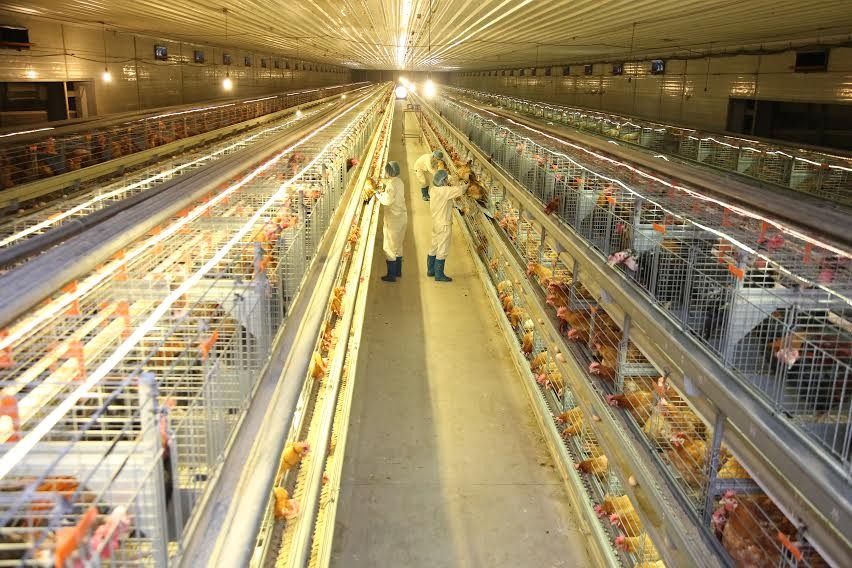 Dabaco &aacute;p dụng nguy&ecirc;n tắc cốt l&otilde;i l&agrave; giảm tối đa nguy cơ ph&aacute;t sinh dịch bệnh, từ đ&oacute; hạn chế nhu cầu phải sử dụng thuốc kh&aacute;ng sinh điều trị bệnh cho gia cầm.